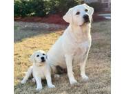 CACHORROS LABRADORES BLANCOS ALBINOS