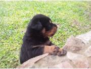 Rottweiler Cachorros Machos y Hembras, Puros Rottweiler ,Privado ,Nacido 29.06.25 Aleman.