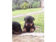 Rottweiler Alemán cachorros, Machos y Hembras, Nacido 29 Junio 2025