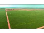 Alquilo campo Agrícola Mecanizado en Ypejhú - 2000 Ha.