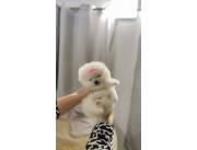 Lulu Pomerania hembra