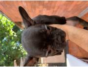 Bulldog Frances machos