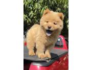 Perro chow chow