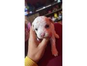 caniche