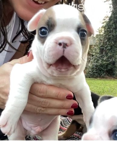 Perros - Gatos - Bellos Bulldog Frances!