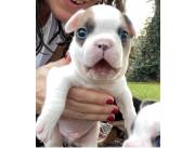 Bellos Bulldog Frances!