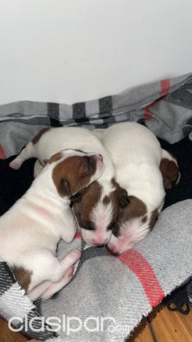 Perros - Gatos - JACK RUSELL TERRIER CON PEEIGREE ALKC