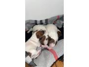 JACK RUSELL TERRIER CON PEEIGREE ALKC