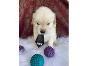 Golden macho con Pedigree