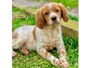 Spaniel Breton