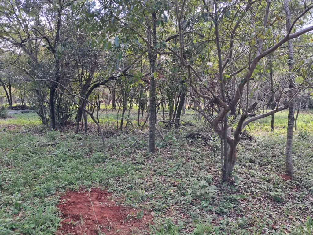Vendo terreno en Loma Grande — foto 2