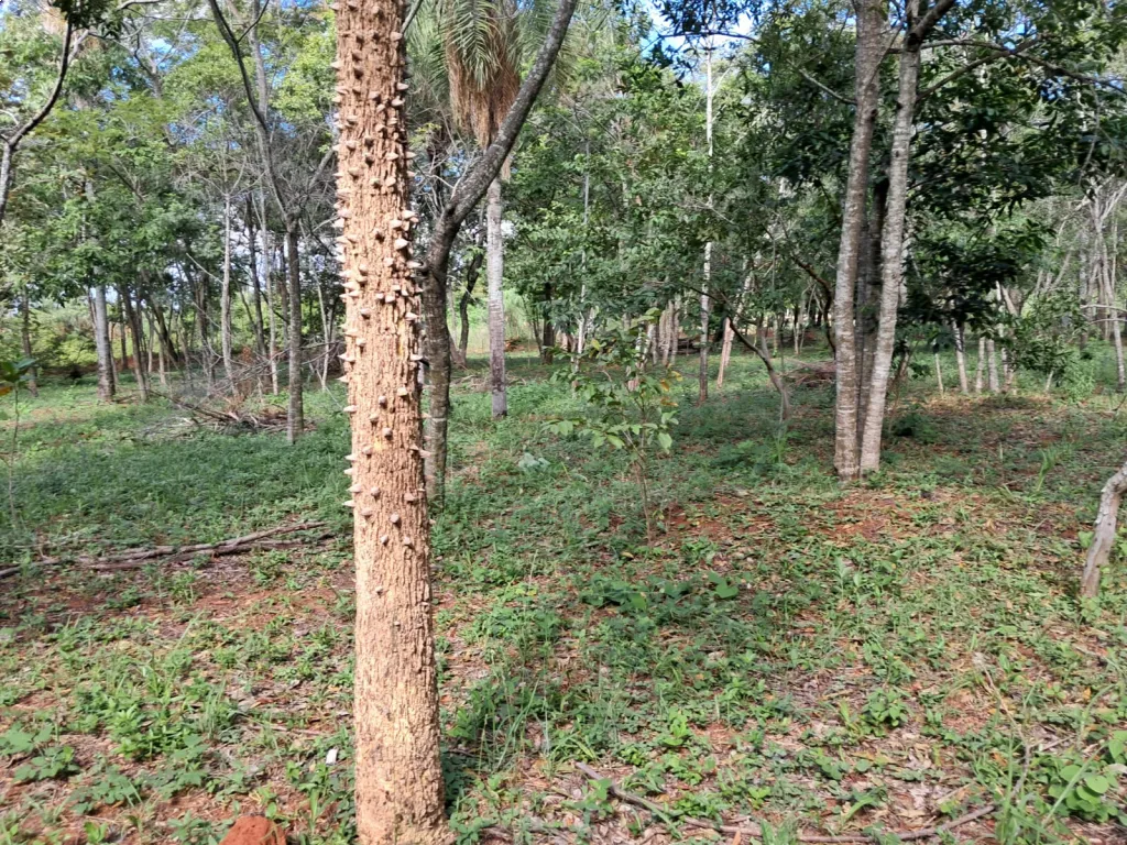 Vendo terreno en Loma Grande — foto 3