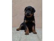 Rottweiler