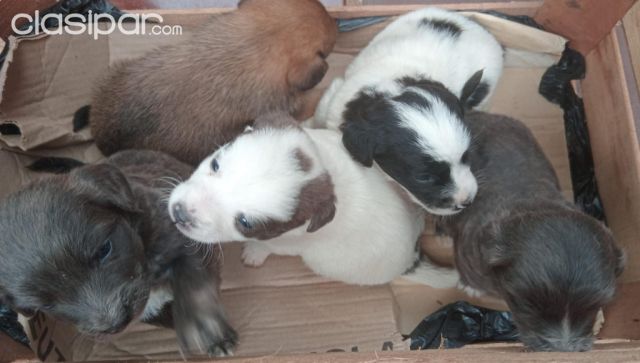 Perros - Gatos - Cachorritos para adopción de 1 mes zona lambare