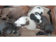 Cachorritos para adopción de 1 mes zona lambare