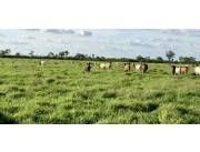 Campo Agrícola/Ganadero en Mariscal Estigarribia - 6125 Ha.