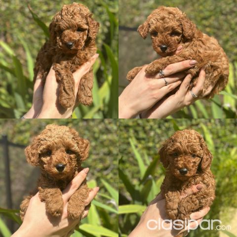Perros - Gatos - Único en Paraguay | Caniches toy rojo/marron | Machos | Pedigrí FCI | Linaje ruso