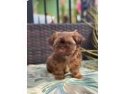 SHIHTZU SHITZU MACHO CHOCOLATE