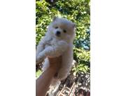 Pomerania macho