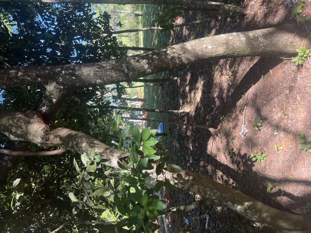 25x50 70millones con agua y cerco emboscada isla alta — foto 3
