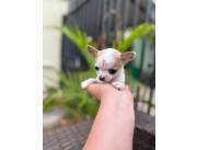 CHIHUAHUA MINI HEMBRA