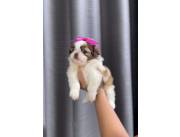 SHIHTZU HEMBRA MINI