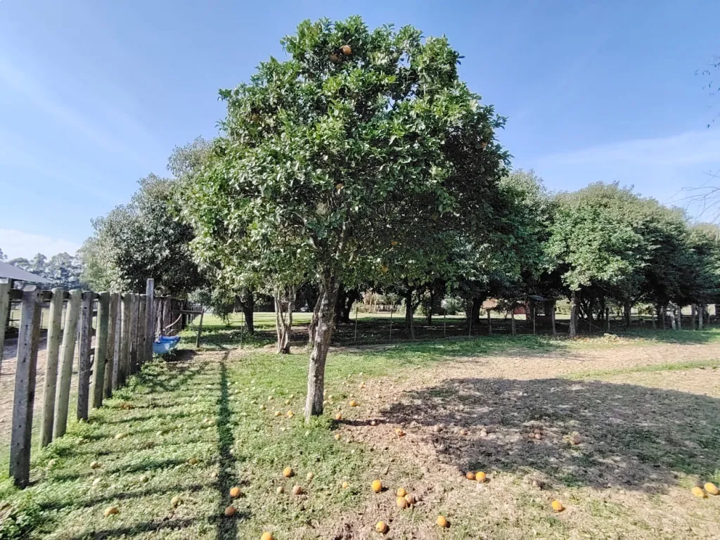 Campo en Venta – 20 Hectáreas 📍 Ubicado sobre la Ruta Nacional N.º 1 – Coronel Bogado 🚗 — foto 3