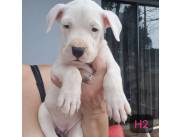 DOGO ARGENTINO