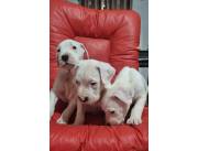 DOGO ARGENTINO CACHORROS