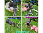 Caniches raza pura. Yorkshire Terrier raza pura