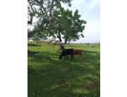 En Venta 411 Hectáreas en Estero kamba/ Ñeembucu