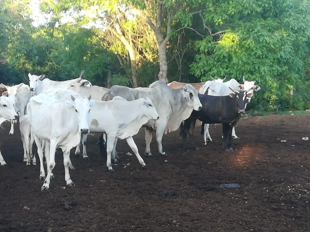 VENDO ESTABLECIMIENTO GANADERO EN FUNCIONAMIENTO, CAAPUCU — foto 2