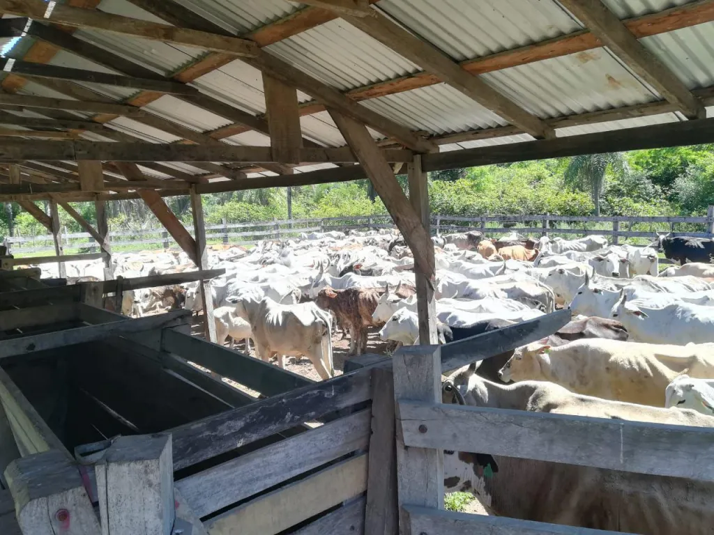 VENDO ESTABLECIMIENTO GANADERO EN FUNCIONAMIENTO, CAAPUCU — foto 3