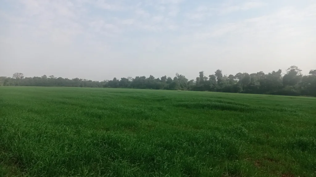 VENTA DE PROPIEDAD AGRICOLA MECANIZADA — foto 2