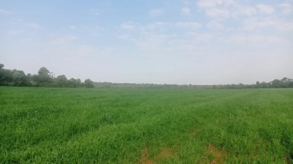 VENTA DE PROPIEDAD AGRICOLA MECANIZADA — foto 3