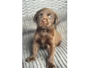 LABRADOR MACHO CHOCOLATE