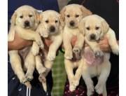 LABRADOR / LABRADORES