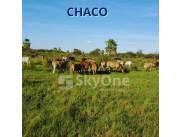 EN VENTA - HECTAREAS CHACO (Tte. Martínez)