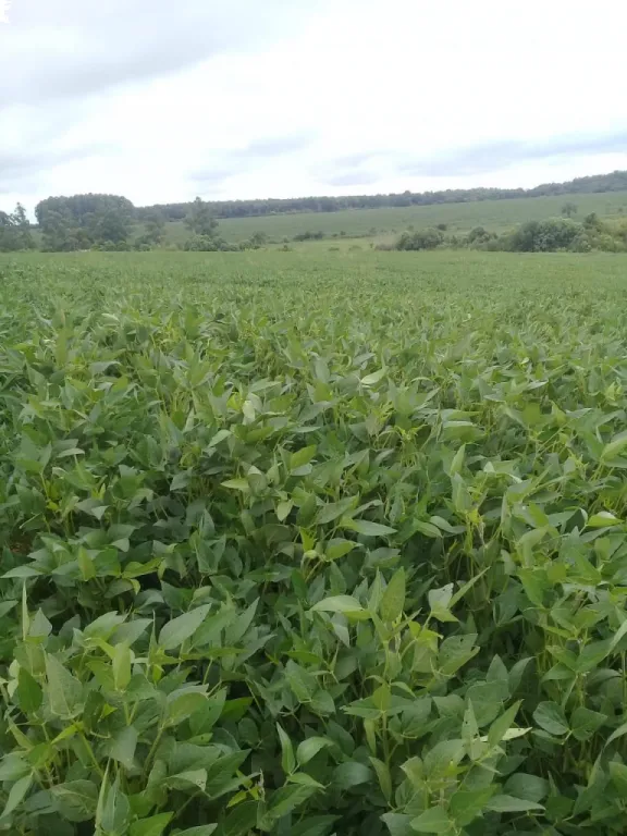 PROPIEDAD AGRICOLA MECANIZADA EN OBLIGADO - POROMOCO — foto 2