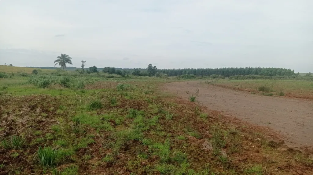 PROPIEDAD AGRICOLA MECANIZADA EN OBLIGADO - POROMOCO — foto 3