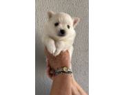 Pomerania macho