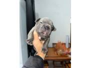 BULLDOG FRANCES HEMBRA BLUE