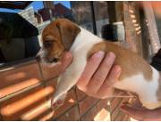 Cachorro Jack Russel de 50 Dias
