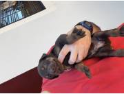 Cachorros doberman - Hijos de campeón.