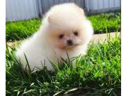 Pomerania hembra mini