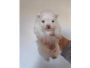 Pomerania hembra mini blanca nieve