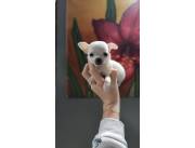 CHIHUAHUA MACHO MINI