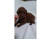 CANICHE POODLE HEMBRA ROJA