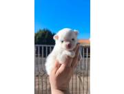 LULU POMERANIA HEMBRA MINI