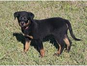 Cachorro Rottweiler